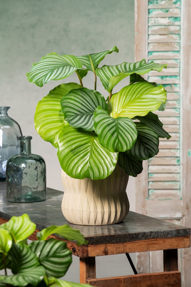 Calathea in a pot