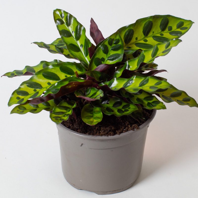 Rattlesnake calathea